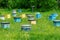 A row of bee hives in a field of flowers with an orchard behind.