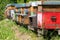 Row of beehive boxes in a apiary with bees flying.