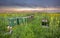 Row of Beehives in a canola field