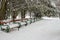 Row of benches covered with snow under trees. Winter snowy park with benches. Frozen alley in park. Benches in snow.