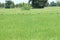 Row of birds in rice field