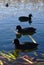 Row of Black Eurasian Coot Birds