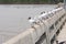 A row of A Black headed seagulls each standing on