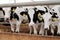 Row of black-and-white cows standing by edge of large paddock in animal farm