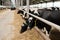 Row of black-and-white cows standing by edge of large paddock inside animal farm