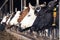 Row of black and white holstein cows in half open stable