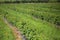 Row of blackcurrant bushes on a summer farm in sunny day. Location place of Ukraine, Europe. Photo of creativity concept. Scenic