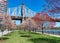 Row of Blooming Trees during Spring on Roosevelt Island with the Queensboro Bridge of New York City