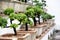 Row of bonsai trees