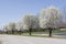 Row of Bradford Pear Trees in Spring