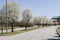 Row of Bradford Pear Trees in Spring