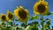 Row of bright yellow sunflowers in a field, gently blowing in the wind