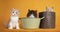 Row of British Longhair and Shorthair kittens on yellow background