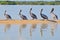 A row of brown pelicans in the Rio Lagartos Natural Reserve, Mexico