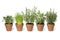 Row of brown terra cotta pots with fresh herbs