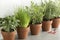 Row of brown terracotta pots with fresh herbs