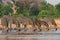 A row of Burchell Zebra with heads down taking a drink from a waterhole in Makololo, Hwange National Park, Zimbabwe