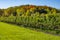 Row of Cabernet Franc Vines Loaded with Ripen Grapes Against Colorful Fall Foliage and Blue Sky #1