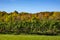 Row of Cabernet Franc Vines Loaded with Ripen Grapes Against Colorful Fall Foliage and Blue Sky #2