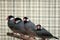 A row of caged red beaked birds sat on their perch.