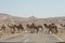 Row of camels crossing the desert road