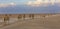 Row of camels walking on a road at sunset in the desert