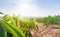 Row of cassava tree in field. Growing cassava, young shoots growing.