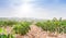 Row of cassava tree in field. Growing cassava, young shoots growing.