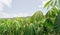 Row of cassava tree in field. Growing cassava, young shoots growing. The cassava is the tropical food plant,it is a cash crop in