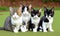 Row of Cats and Kittens Horizontal Web Banner. Adorable cats. A lot of different cats. Generative AI