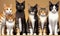 Row of Cats and Kittens Horizontal Web Banner. Adorable cats. A lot of different cats. Generative AI
