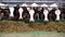 Row of cattle chewing fodder at milk factory. Curious cows look into camera eating hay on modern dairy farm. Herd of