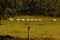 A row of cattle, grazing along a landscape.