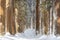 A row of Cedar Trees at Togakushi Shrine in winter