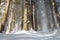 A row of Cedar Trees at Togakushi Shrine in winter in Nagano, Japan