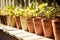 a row of ceramic plant pots in sunlight