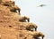 A row of chacma baboon with heads down drinking from the Luangwa river in Zambia