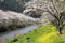 Row of cherry blossom trees and field of rapeseed along riverbank of Naka river