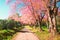 In a row cherry blossom trees and pathway nature landscape backgroud
