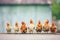 a row of chickens pecking in a line for mealworms