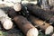 Row of chopped wooden logs prepared for winter,firewood for fireplace. Forest clearance