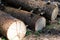 Row of chopped wooden logs prepared for winter,firewood for fireplace. Forest clearance. Wood cut logs in a forest.