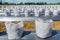 Row of Coconut coir in nursery white bag for farm with fertigation , irrigation system