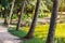 A row of coconut trees beside the lake inside of a botanical park on a sunny day