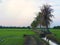 Row of coconut trees On the walk in the rice field at Thai countryside, Beautiful clouds and sunshine With the concept of rural li