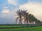 Row of coconut trees On the walk in the rice field at Thai countryside, Beautiful clouds and sunshine With the concept of rural li