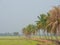 Row of coconut trees On the walk in the rice field at Thai countryside, Morning light fog With the concept of rural life, nature,
