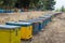 Row of Colorful Bee Hives with Trees in the Background. Bee Hives Next to a Pine Forest in Summer. Honey Beehives in the Me