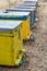 Row of Colorful Bee Hives with Trees in the Background. Bee Hives Next to a Pine Forest in Summer. Wooden Honey Beehives in the Me