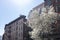 Row of Colorful Old Brick Buildings in SoHo of New York City during Spring with a White Flowering Tree